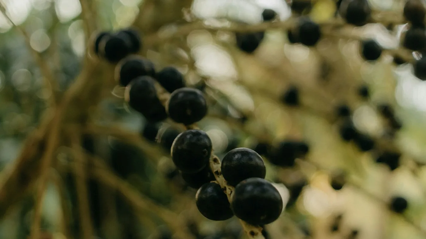 Frutos em cacho na palmeira